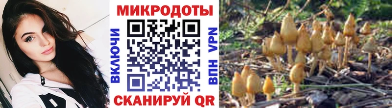 Псилоцибиновые грибы Psilocybine cubensis Лукоянов